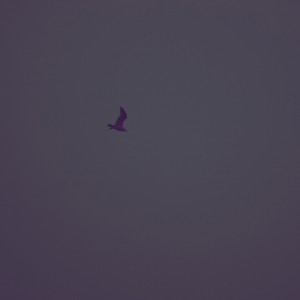 Bird City 002