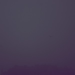 Bird City 003