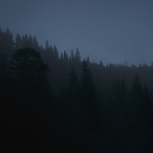 The Forrest 002
