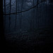 TheForrest_007